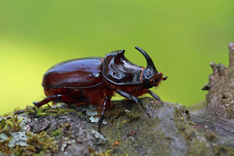 Seltener Käfer in Erle entdeckt -Foto von Heinz Nienhaus