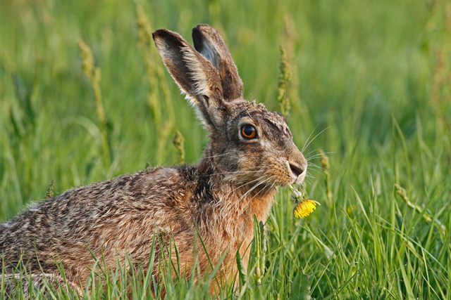 Frohe Ostern!