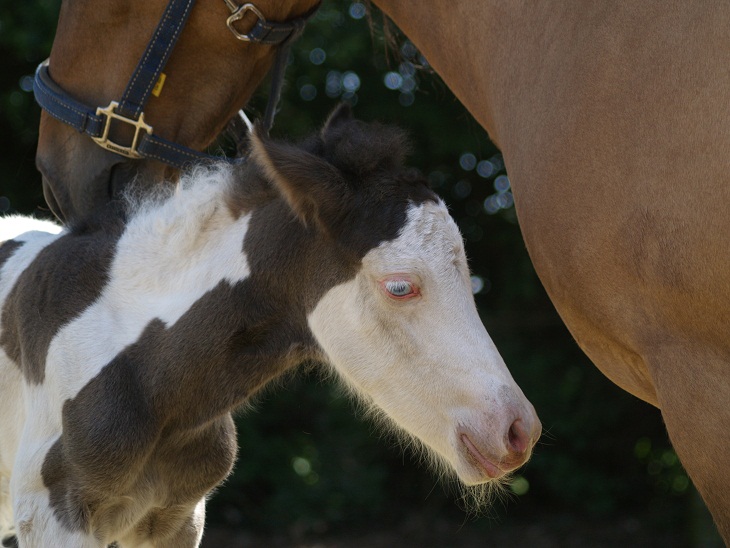 Erstes Islandpony in Erle geboren