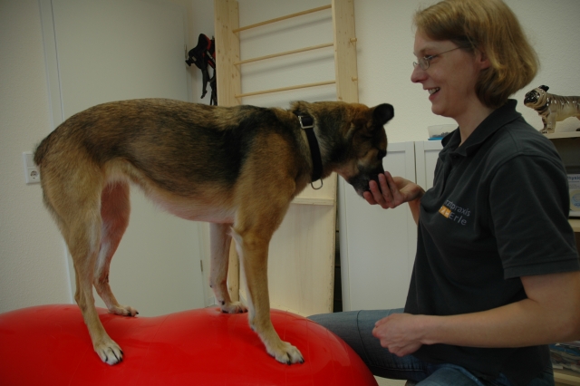 Physiotherapeutin Ulla Meis weiß was Hunden gut tut