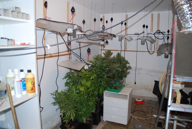 Ermittler finden Marihuana-Plantage / Haftbefehl