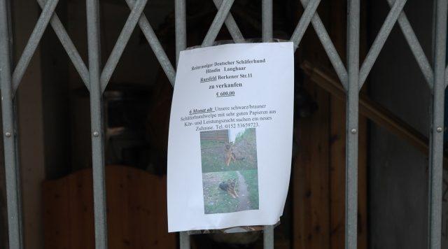 Schäferhin zu verkaufen in Raesfeld