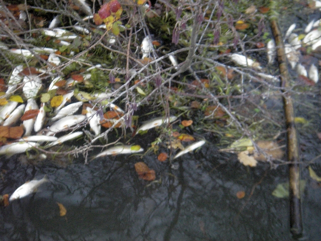 Tausend tote Fische im Baldeneysee in Essen