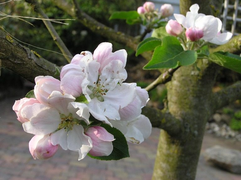 Raesfelder Gartentage – Gartenbesitzer öffnen ihre Gärten