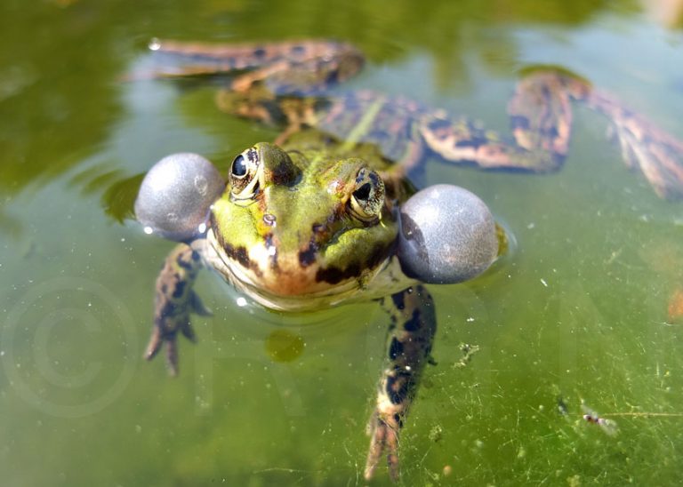 Wer hat den Frosch geküsst? Schon gewusst?