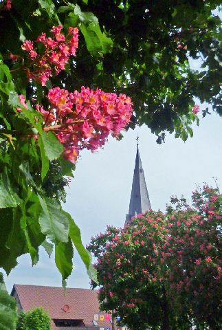 Die Sonne scheint und die Kastanien in Erle blühen – es wird Sommer