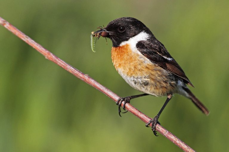 Schwarzkehlchen – Familienglück in Erle