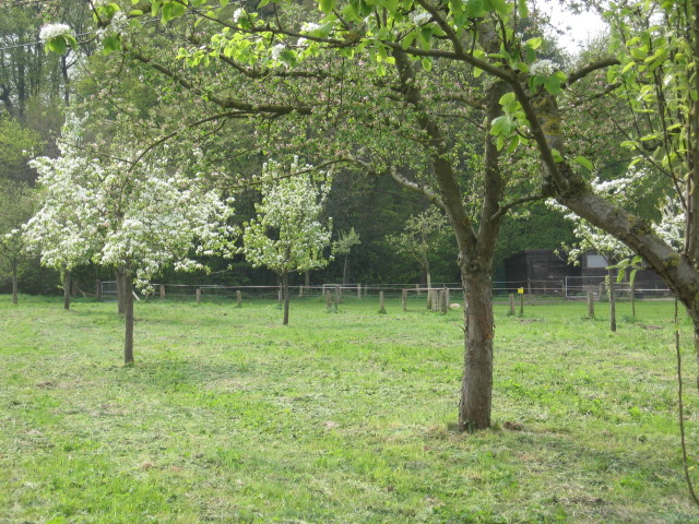 Heimische Obstsorten im Kreis Borken erhalten Naturfördergesellschaft