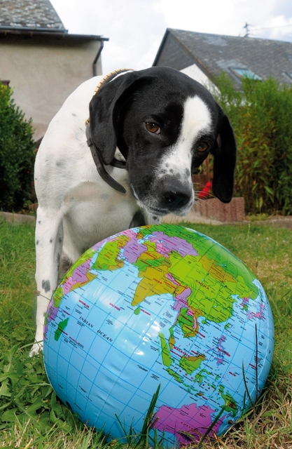 Ein dreifaches Wuff auf den Welthundetag