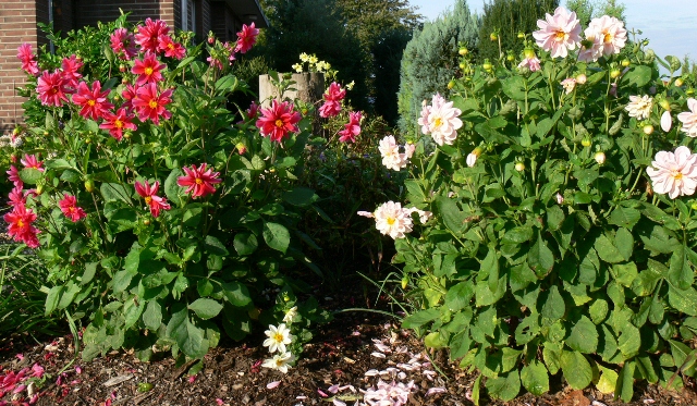 Dahlien