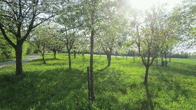 Neue Obstbaumpflanzaktion der Naturfördergesellschaft für den Kreis Borken startet