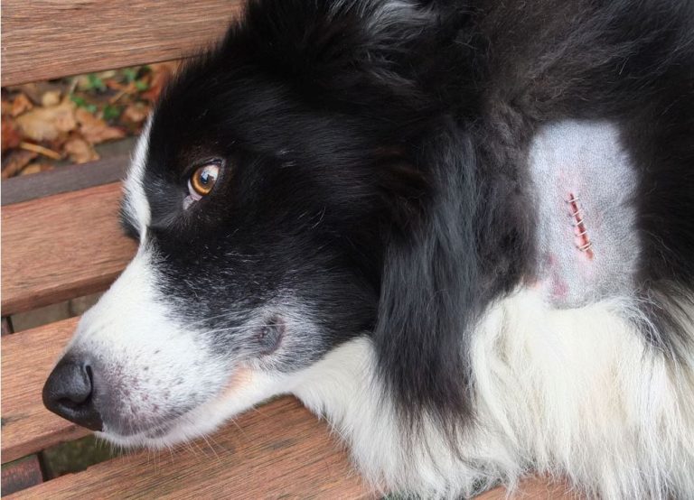 Wer kennt Hund und Halterin?