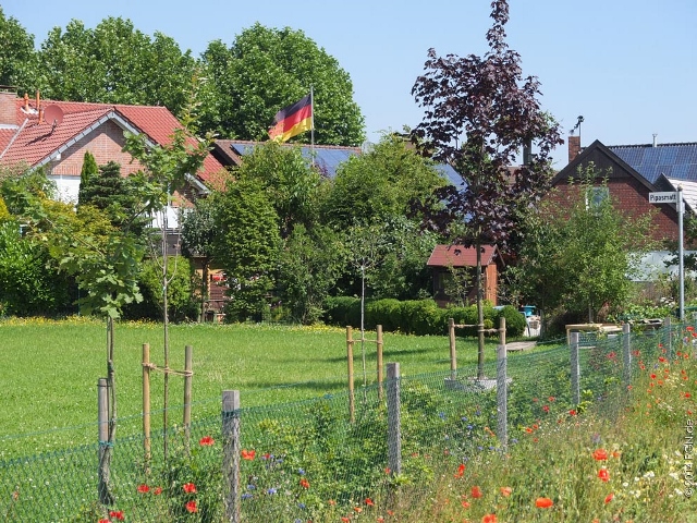 Blumen an Feldrainen und Strassen (4) (640x480)