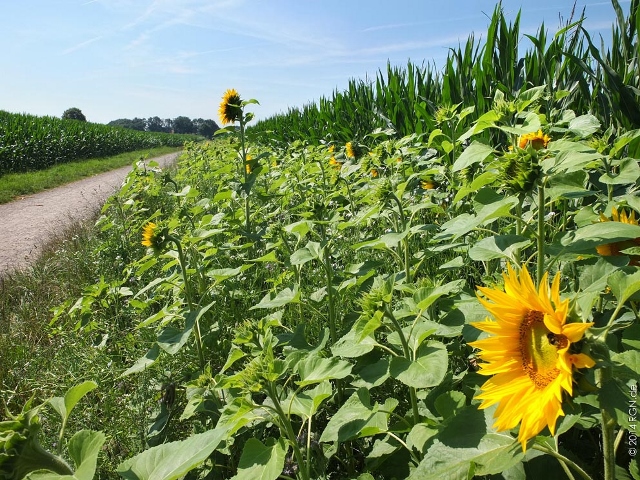 Blumen an Feldrainen und Strassen (7) (640x480)