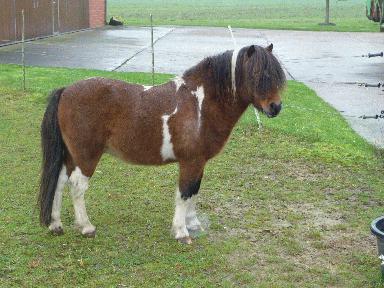 Kreis Borken sucht neues Zuhause für drei Ponys