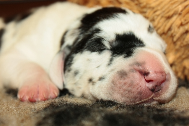 Stolze Doggenmama – Bilder aus der Welpenstube Borkener Türme