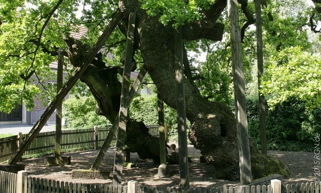 Erler Eiche 1200 Jahre alt