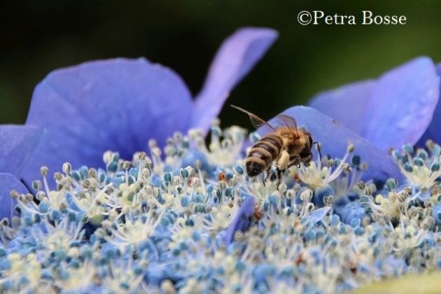 Sommerblumen Garten Paus-Foto Petra Bosse