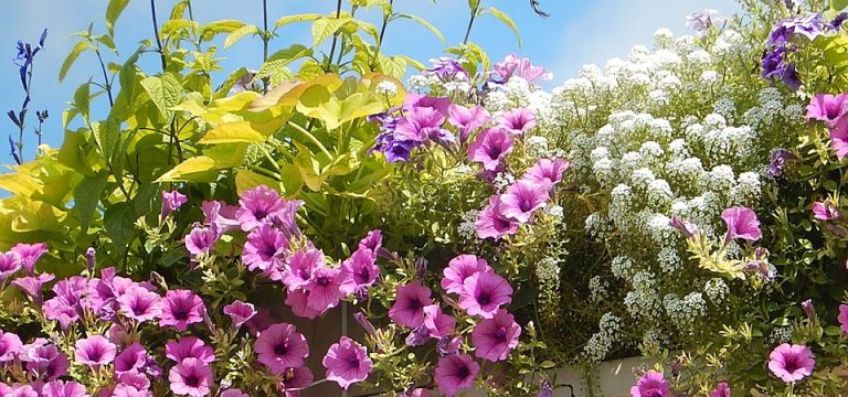 Hallo Blumendieb/in – Öffentlicher Brief von Margret Hetkamp