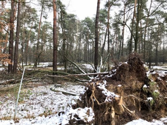 Sturm Erler Heide 2018
