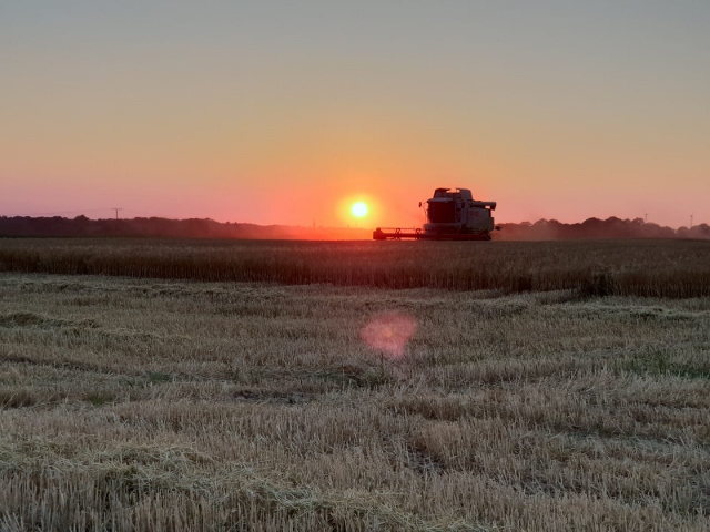 sonnenuntergang über trockene Kornfelder