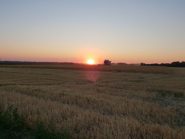onnenuntergang über trockene Kornfelder
