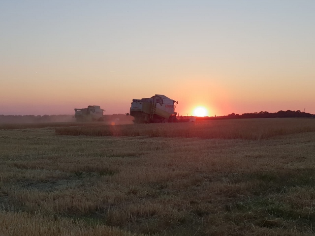 onnenuntergang über trockene Kornfelder