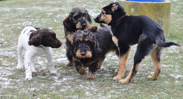 Der Mensch muss den Hund verstehen