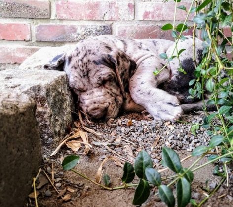 Doggen Welpe Puccini
