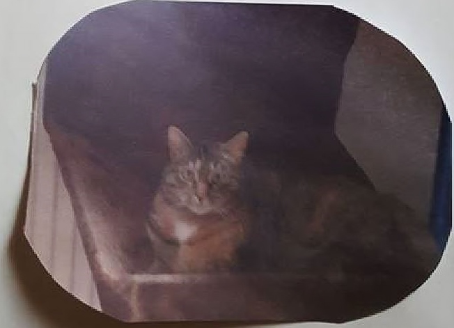 Katze bestialisch gequält 