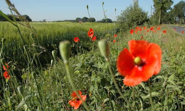 Schutz vor Insektensterben Blühstreifen in Raesfeld