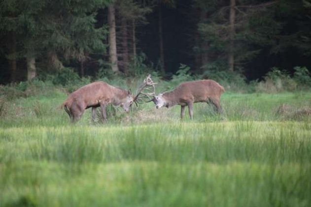 Naturpark Hohe Mark