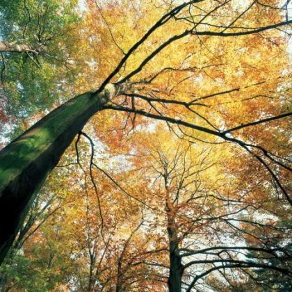 Raesfeld im goldenen Oktober