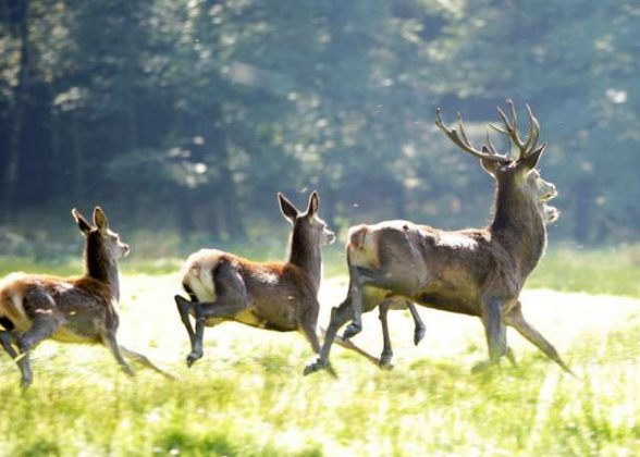 Naturpark Raesfeld im Herbst