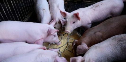 Schweinemast Vreden