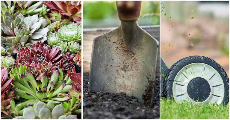 Gartenmonat März – Start in die Gartensaison