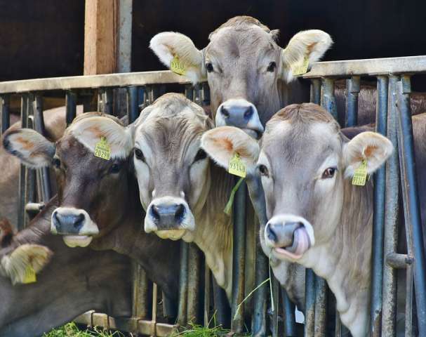 Rinderstall Herpesvirus Kreis Borken