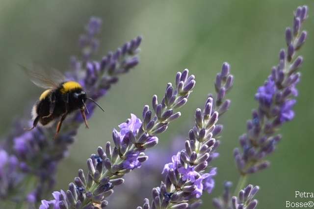 Lavendel für Insekten und gegen EPS