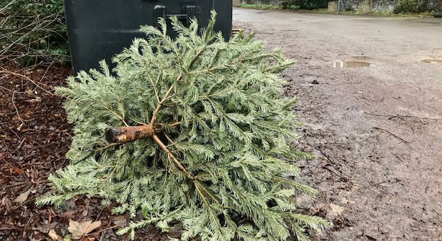 Tannenbaum-Abholung
