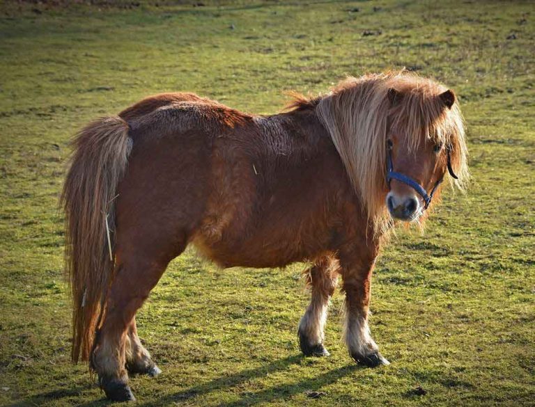 Keine-Tierquälerei-Shetlandpony-Borken