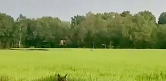Wolf in Reken gesichtet