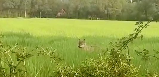 Wolf in Reken gesichtet