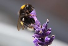 Hummel-liebt-Lavendel