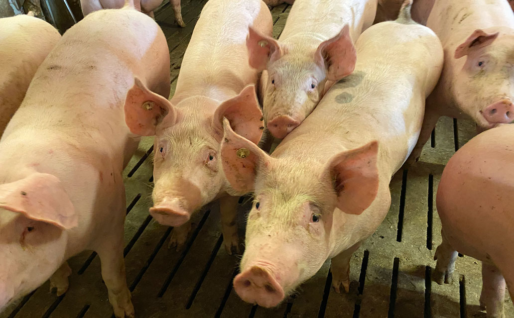Mastschweine-ITW_