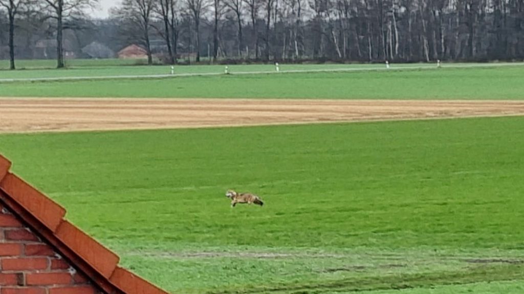 Wolf in Raesfeld Weseler Straße