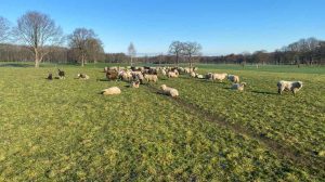 Blutbad nach Schafrisse in Dinslaken Wolfsgebiet Schermbeck