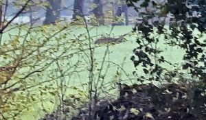 Wolf-Dämmerwald-Wolfsgebiet-Westmünsterland