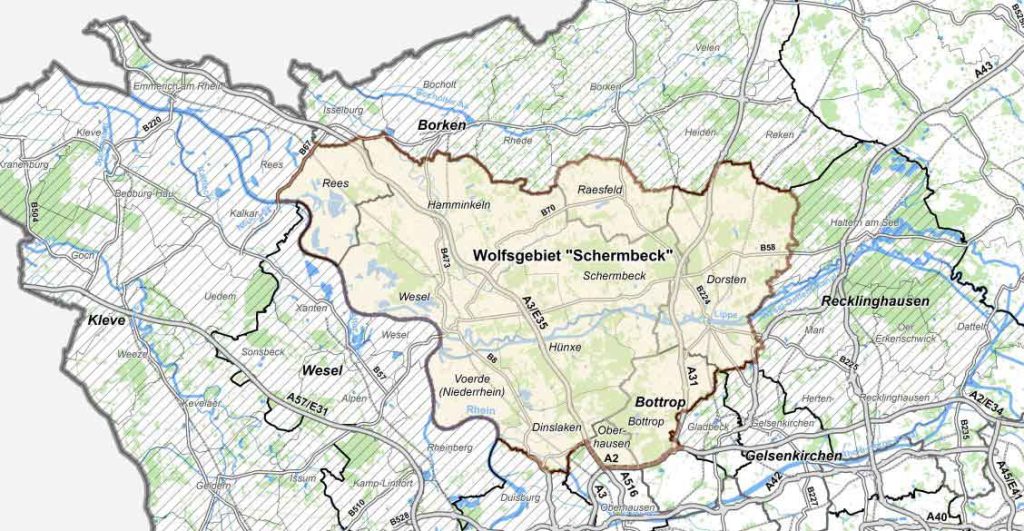 Wolfsgebiet-Schermbeck-Westmünsterland