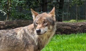 Neuer Wolf im Wolfsgebiet Schermbeck 2023