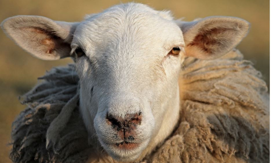Blauzungenkrankheiten im Kreis Kleve bestätigt